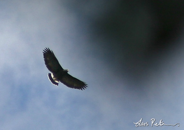 Great Black-hawk